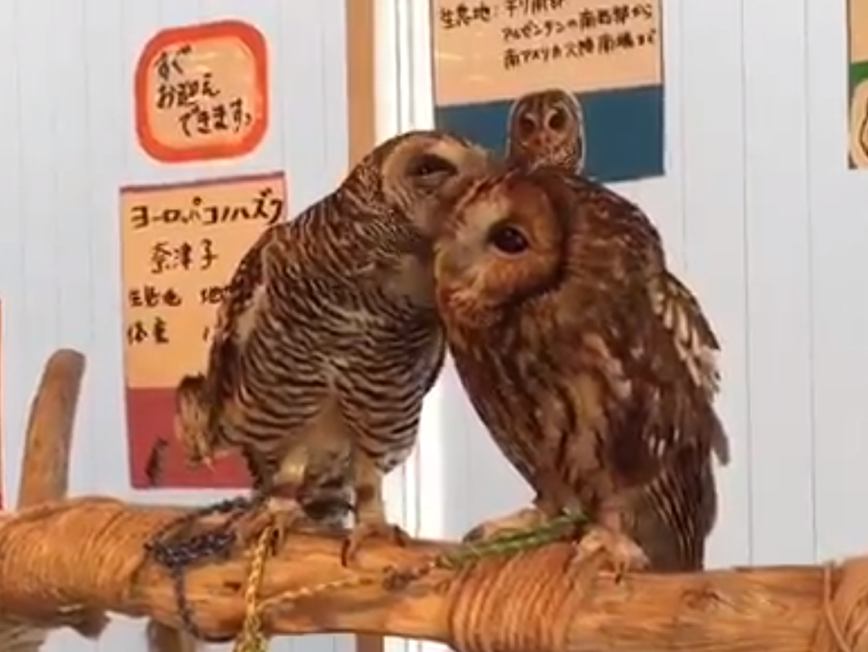 おいでよ名古屋の食べ歩きログ