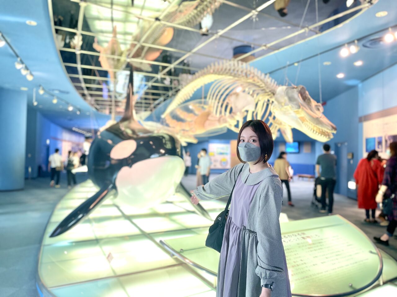 シャチの骨格標本展示