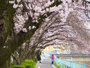 香流川の桜