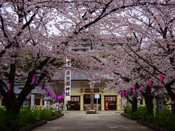 桜と紫陽花の名所 愛知縣護國神社に参拝 丸の内 おいでよ名古屋の食べ歩きログ